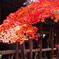 東福寺　紅葉6