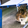 松島の猫