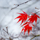 雨の三紅