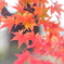 紅葉の階層