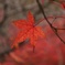 紅葉in豪渓！