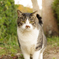 ねこ　その１０３８