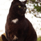 ねこ　その１０４１