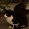 ねこ　その１０４２