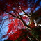 東郷公園1