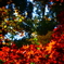 東郷公園6