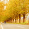 autumn road