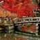 紅葉ブリッジ