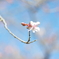 十月桜