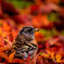 紅の森で遊ぶ
