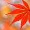 紅色に染まって