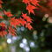 紅葉狩り１