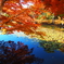 紅葉2