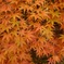 紅葉狩り
