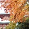 紅葉狩り