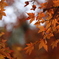 紅葉ももう終わりに近い