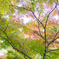 紅葉の手前
