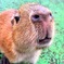 カピバラ１