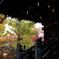 夕刻の三重塔