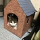 猫小屋作ってみました✌︎(　˙-˙　)✌︎