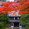 紅葉