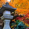 紅葉