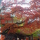 苔むした手水舎と紅葉