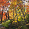 初めての紅葉撮影