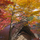 初めての紅葉撮影