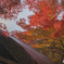 初めての紅葉撮影