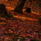 絨毯、紅葉のね。