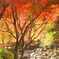 気持ちの良い紅葉