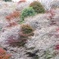 秋の桜便り2