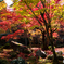 圓光寺（京都）