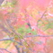 淡く淡く‥‥
