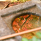 水の中の紅葉3
