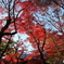 紅葉 2017