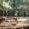 奈良公園１