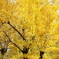 奈良公園２