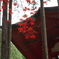 紅葉 2017　比叡山