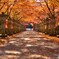 紅葉求めて