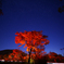 星と紅葉