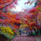 紅葉の散歩道
