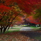 紅葉の道