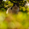ねこ　その１０４４