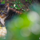 ねこ　その１０４５
