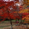 紅葉の中で