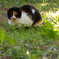 ねこ　その１０４８