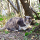 ねこ　その１０５１