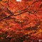 北野天満宮 紅葉